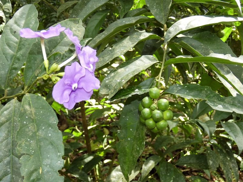 Brunfelsia pauciflora, photographed by Kai Squires