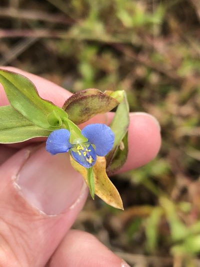 Commelina caroliniana, photographed by Sam Kieschnick