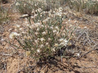 Vittadinia gracilis, photographed by Dylan Butcher