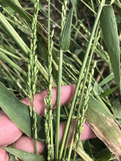Urochloa texana, photographed by Sam Kieschnick