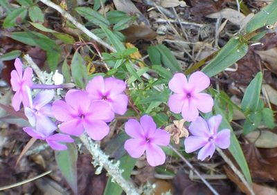 Phlox carolina, photographed by kcthetc1