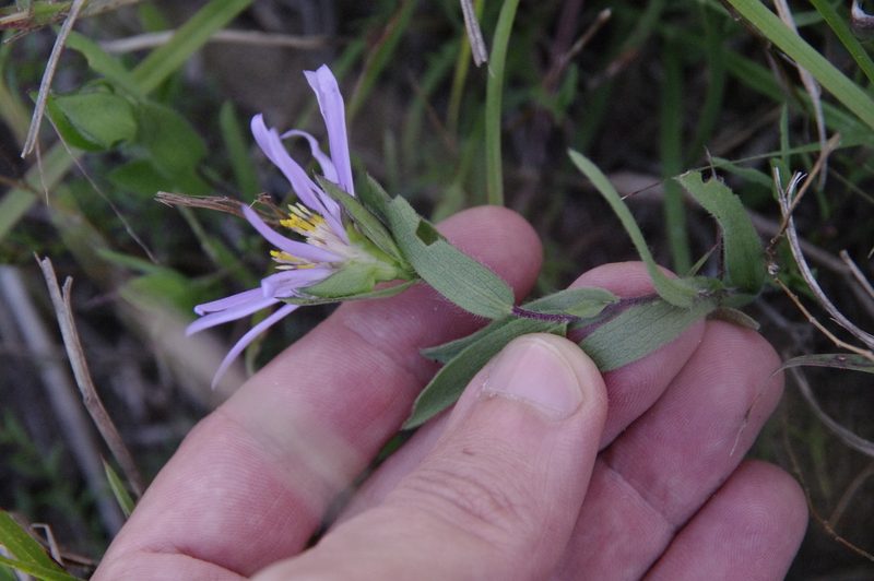 Symphyotrichum pratense, photographed by Eric Knight