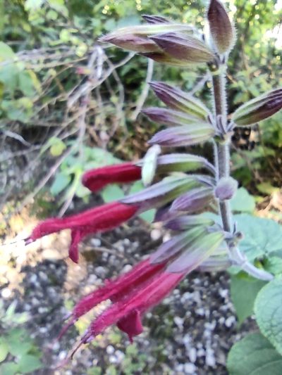 Salvia longistyla, photographed by Guillermo Huerta Ramos