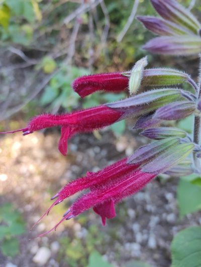 Salvia longistyla, photographed by Guillermo Huerta Ramos