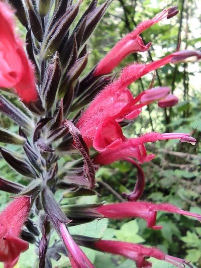 Salvia longistyla, photographed by Guillermo Huerta Ramos