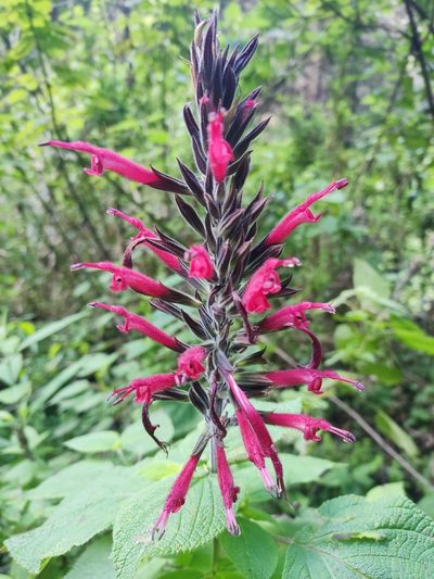 Salvia longistyla, photographed by Guillermo Huerta Ramos