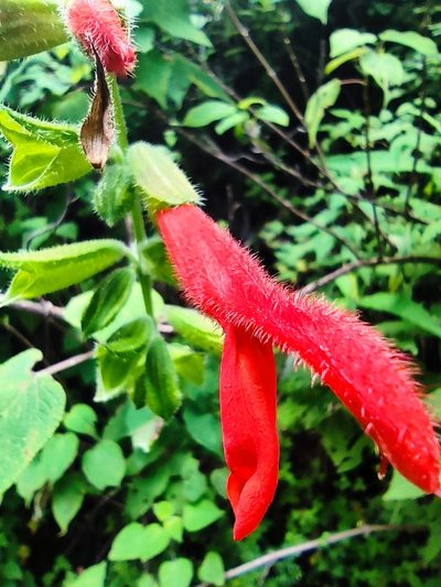Salvia gesneriiflora, photographed by Guillermo Huerta Ramos
