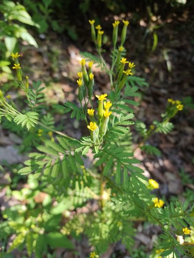 Tagetes foetidissima, photographed by Guillermo Huerta Ramos
