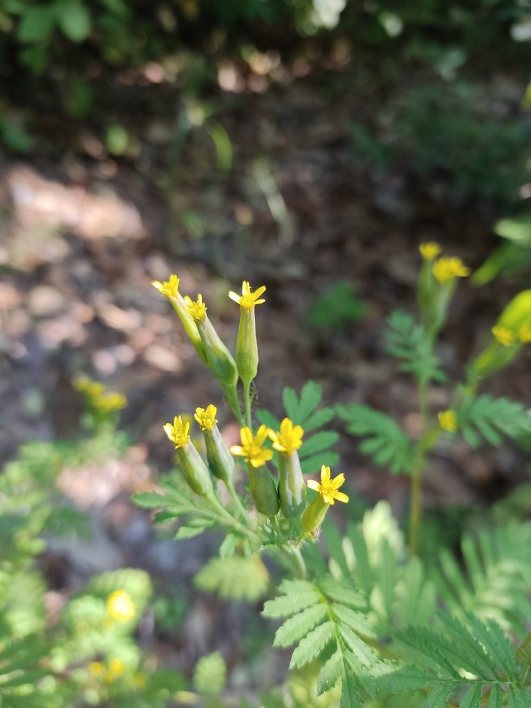 Tagetes foetidissima, photographed by Guillermo Huerta Ramos