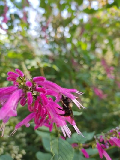 Salvia iodantha, photographed by Guillermo Huerta Ramos
