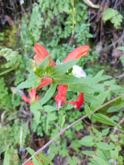 Lamourouxia xalapensis, photographed by Guillermo Huerta Ramos