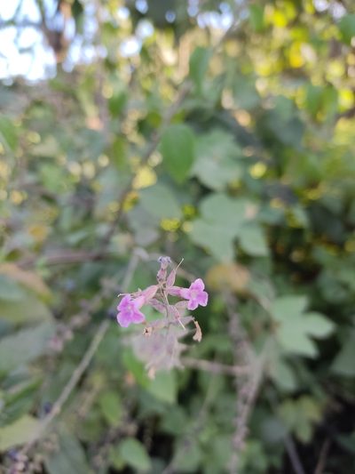 Priva aspera, photographed by Guillermo Huerta Ramos