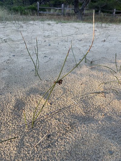 Juncus breweri, photographed by Caleb Catto