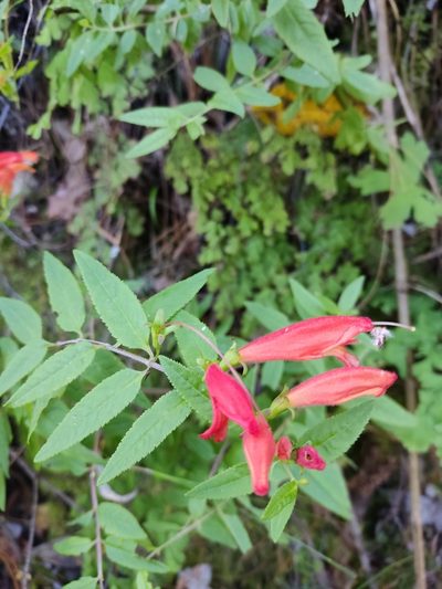 Lamourouxia xalapensis, photographed by Guillermo Huerta Ramos