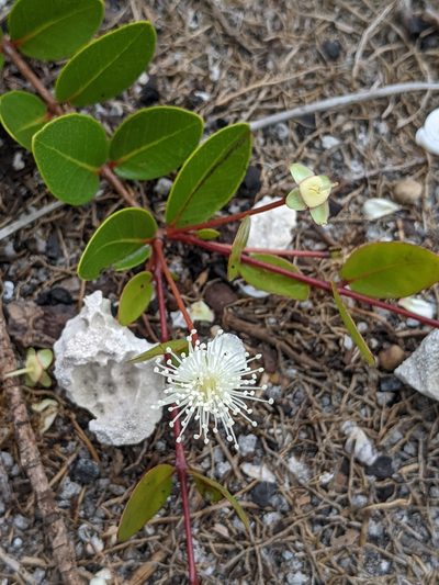 Mosiera longipes, photographed by Alison Northup