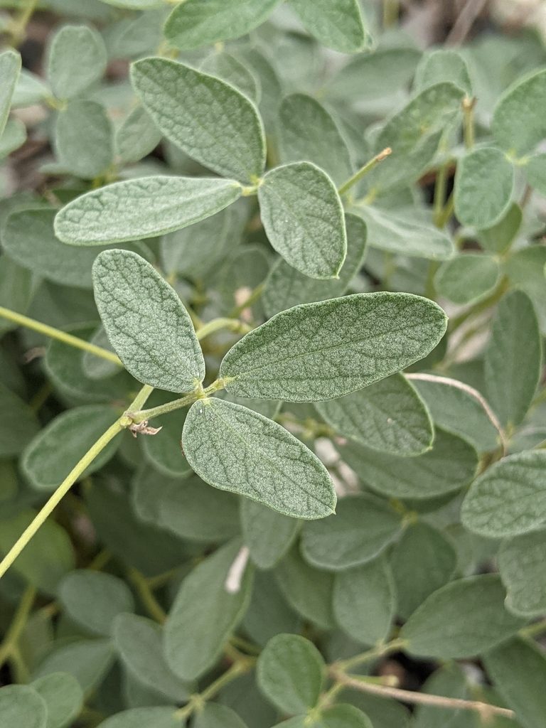Rhynchosia parvifolia, photographed by Alison Northup