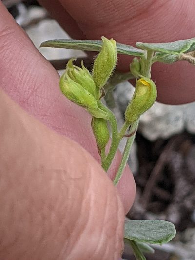 Rhynchosia parvifolia, photographed by Alison Northup
