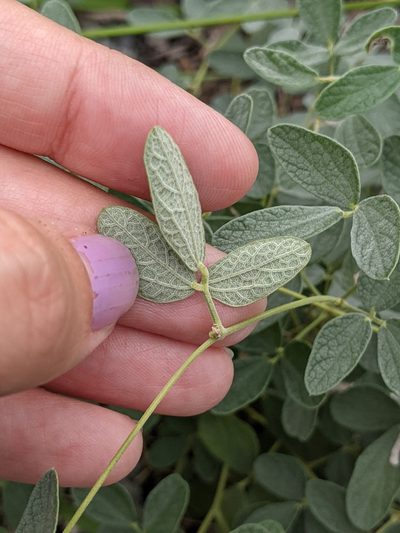 Rhynchosia parvifolia, photographed by Alison Northup
