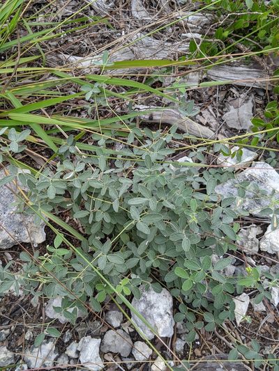 Rhynchosia parvifolia, photographed by Alison Northup