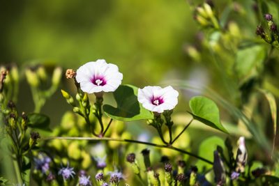 Ipomoea amnicola, photographed by Melissa McMasters