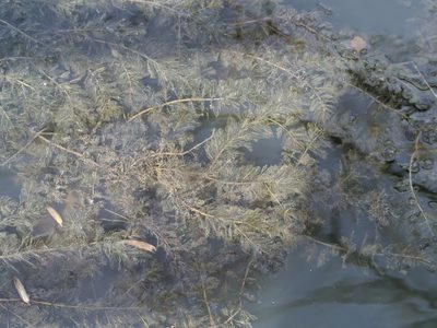 Myriophyllum spicatum, photographed by David Ratledge