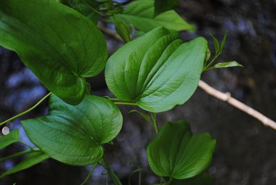 Smilax pulverulenta, photographed by Zihao Wang