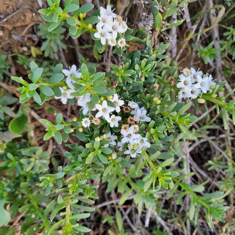 Myoporum parvifolium, photographed by Dan Horowitz