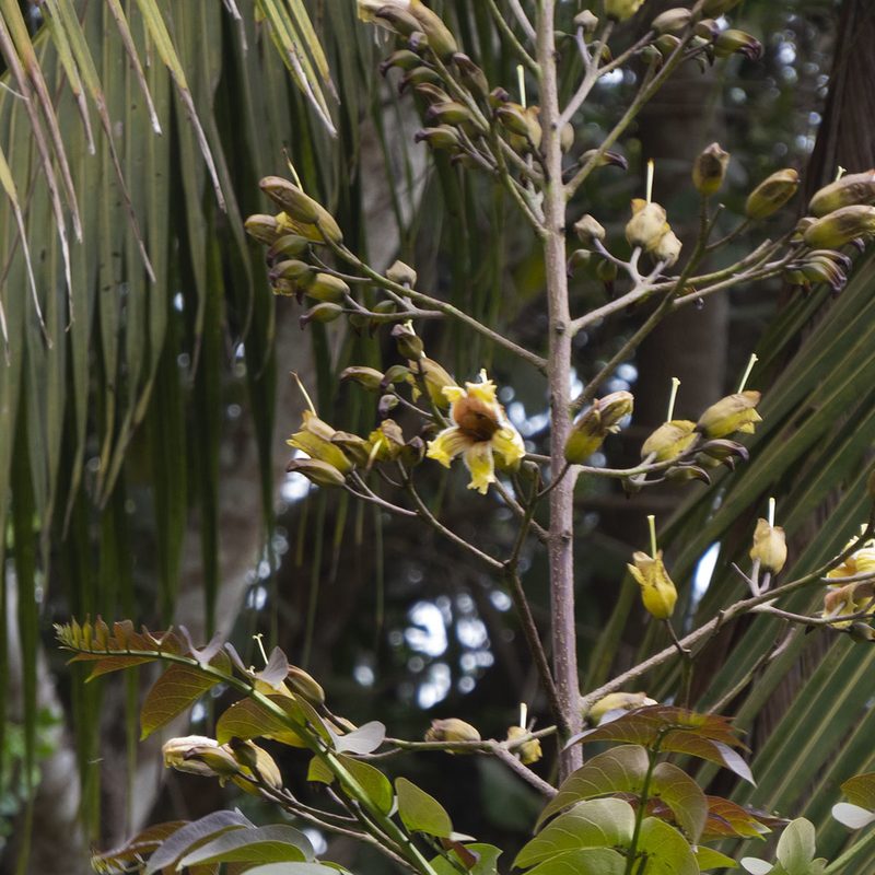 Pajanelia longifolia, photographed by Paulmathi Vinod