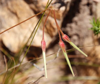 Pelargonium elongatum, photographed by Tony Rebelo