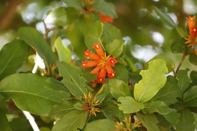 Burchellia bubalina, photographed by Tony Rebelo