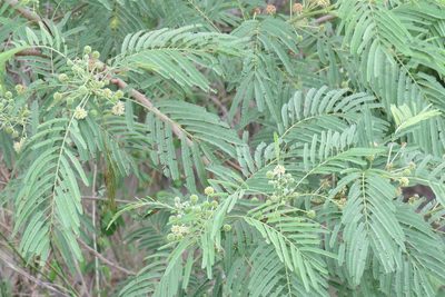 Leucaena pulverulenta, photographed by johnyochum