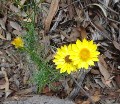 Xerochrysum viscosum, photographed by graeme lunt