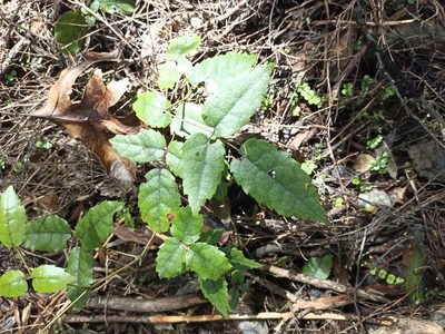 Rubus australis, photographed by Oscar Dove