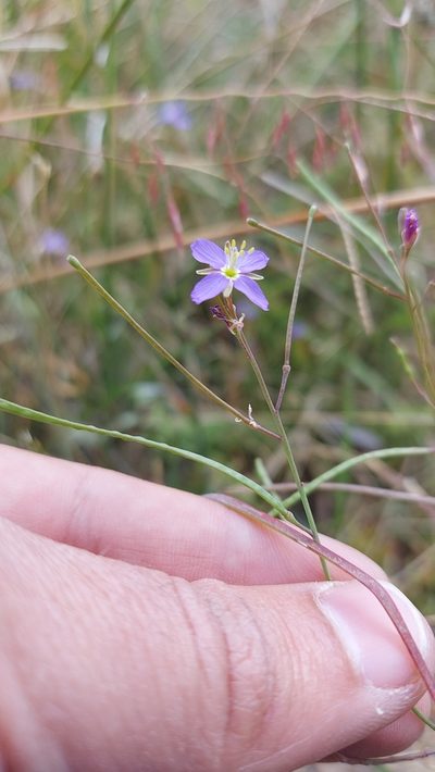 Heliophila linoides, photographed by Jacques van der Merwe