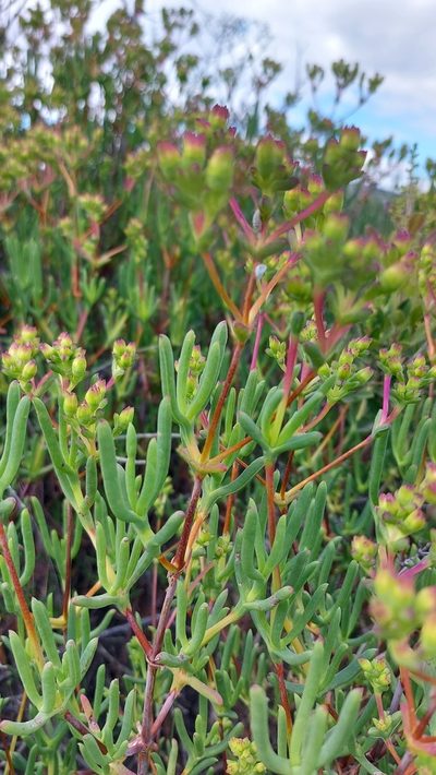 Ruschia umbellata, photographed by Jacques van der Merwe