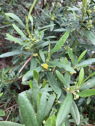 Beyeria viscosa, photographed by krumpianking