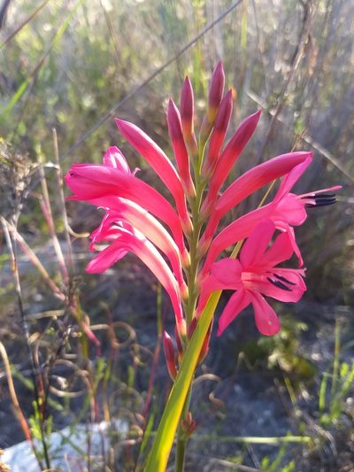 Watsonia paucifolia, photographed by kevin koen