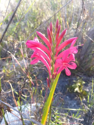 Watsonia paucifolia, photographed by kevin koen
