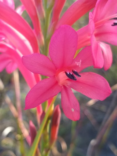 Watsonia paucifolia, photographed by kevin koen