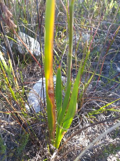 Watsonia paucifolia, photographed by kevin koen