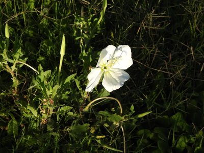 Oenothera centaureifolia, photographed by Eduardo Luis Beltrocco