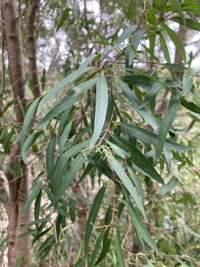 Notelaea ligustrina, photographed by krumpianking