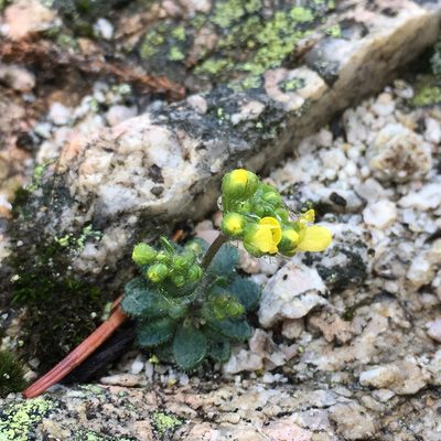 Draba howellii, photographed by Matt Berger