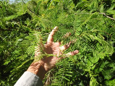 Vachellia aroma, photographed by Eduardo Luis Beltrocco