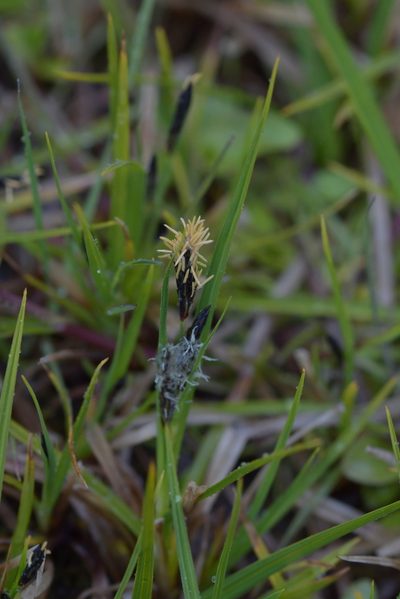 Carex gaudichaudiana, photographed by Christopher Stephens