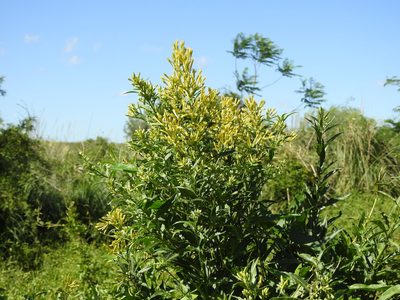 Cestrum parqui, photographed by Eduardo Luis Beltrocco