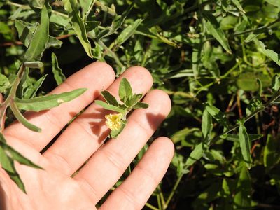Oenothera indecora, photographed by Eduardo Luis Beltrocco