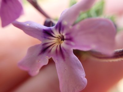 Jamesbrittenia fruticosa, photographed by Peter Warren