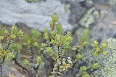 Pimelea traversii, photographed by Christopher Stephens