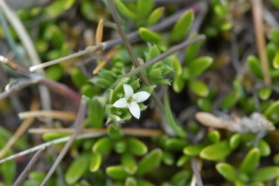 Hydrogalium perpusillum, photographed by Christopher Stephens
